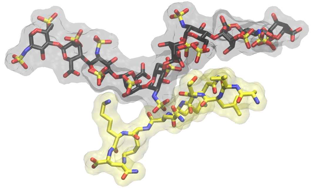 Peptide-GAG interactions
