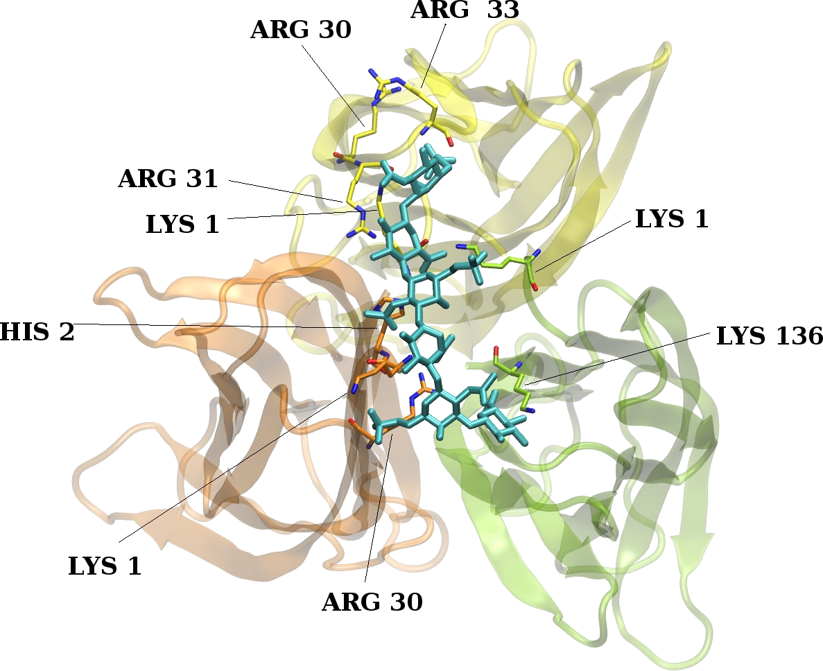 Protein-GAG interactions